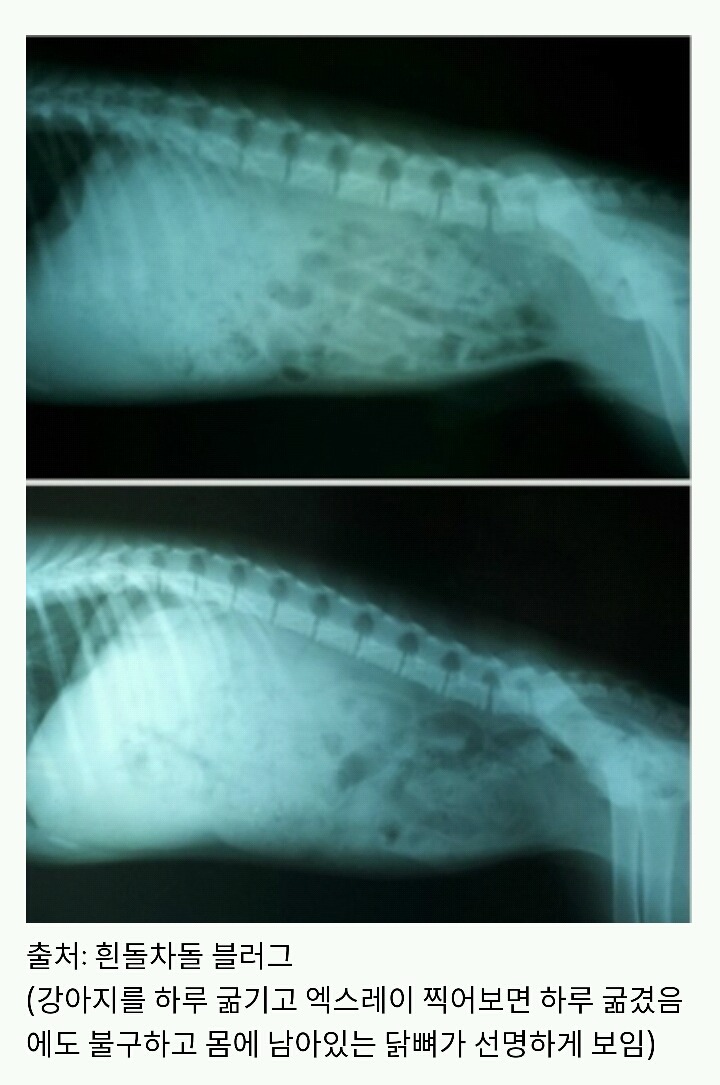 아산에서 또다시 희생당하는 동물이 나타나지않게 서명하자!(사진 끔찍주의) | 인스티즈