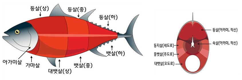 참치21 이미지