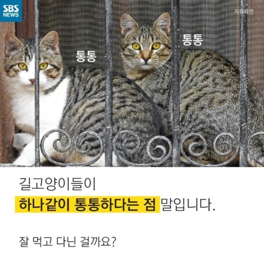 "살찐 거 아니에요 부은 거예요"(길고양이) | 인스티즈