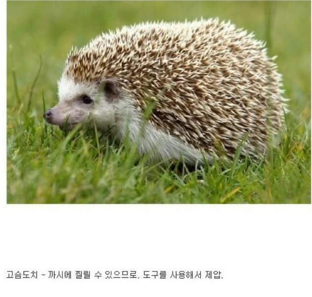 동물이랑 1대1로 싸워서 이기는 방법 개꿀팁. jpg | 인스티즈