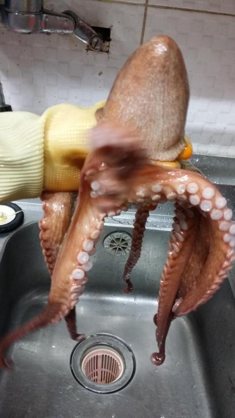야문어 이미지