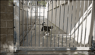 고양이 점프력 3대장.gif | 인스티즈