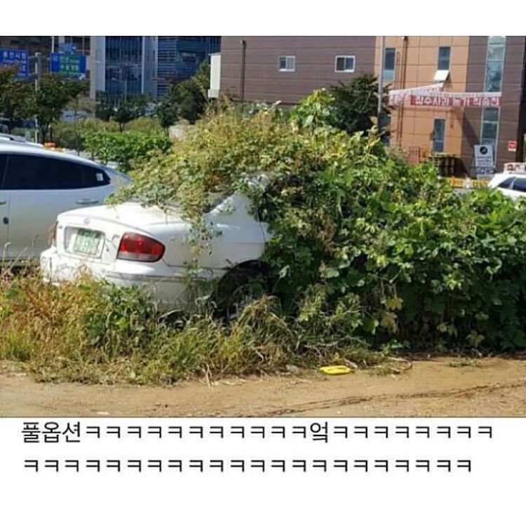 돼야지 이미지