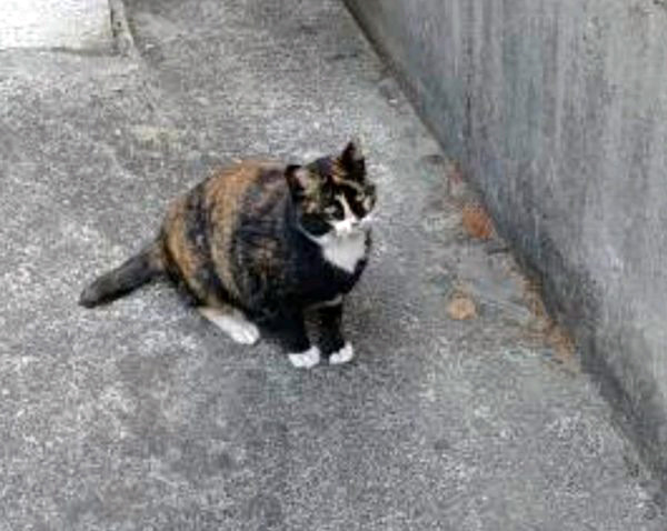 호식이두마리치킨울산 이미지