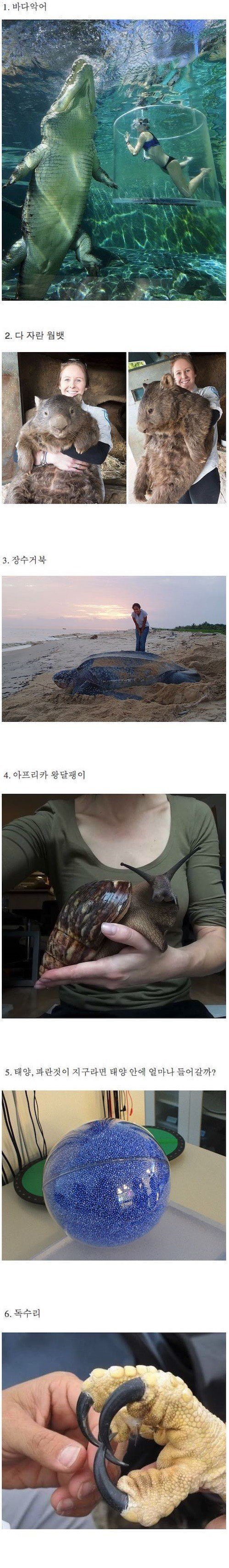 사물들의 실제 크기 | 인스티즈