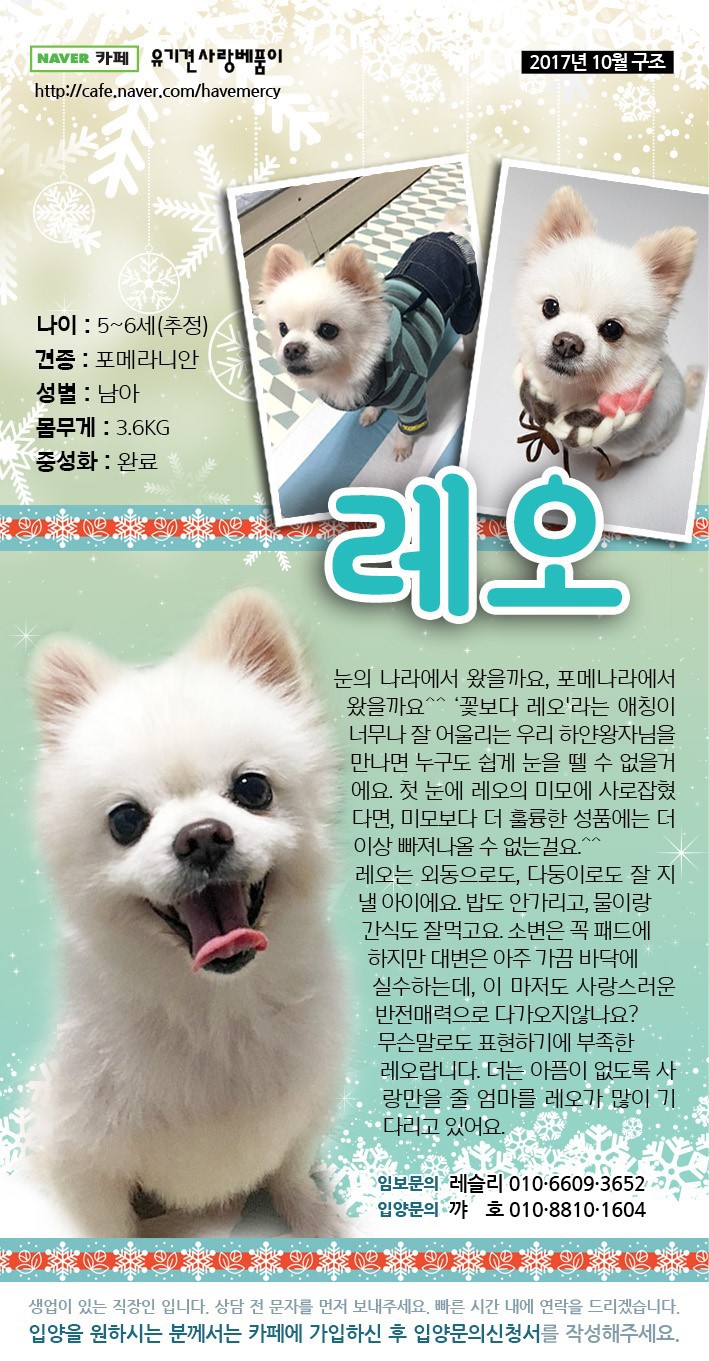 가족을 찾고 있는 중이에요! 다들 저희 한번 보고 가실래요? 유기견이지만 너무 사랑스러운 아이들 좀 뵈줘! | 인스티즈