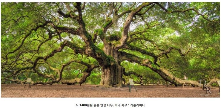 세계에서 가장 아름다운 나무들 | 인스티즈