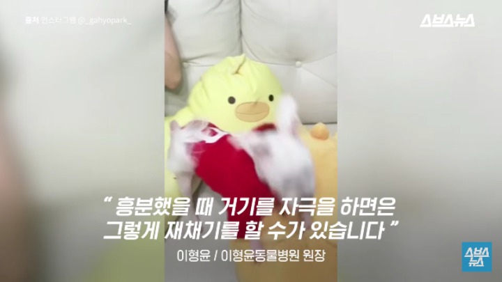 강아지가 신이 나면 재채기 하는 이유 | 인스티즈
