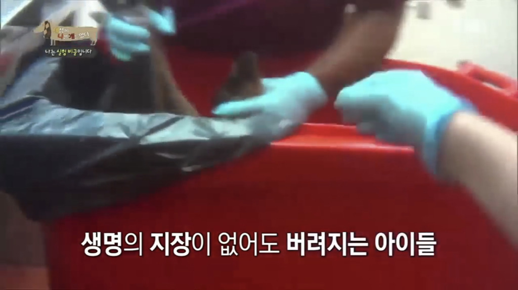 실험 비글을 아십니까? 동물실험에서 가장 많이 사용되는 견종.jpg (맴찢주의) | 인스티즈