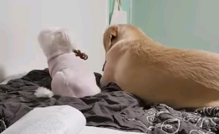 장난감 하나로 시비붙은 소형견VS대형견 | 인스티즈