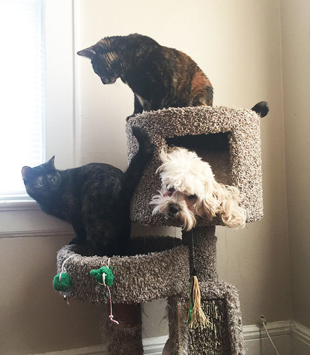 자기가 고양이인줄 아는 멍뭉이들 | 인스티즈