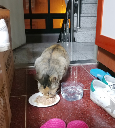 살고싶어서 임신한 몸으로 사람 따라온 고양이.. | 인스티즈