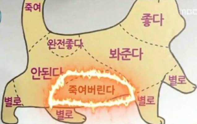 고양이 만질 수 있는 부위 | 인스티즈