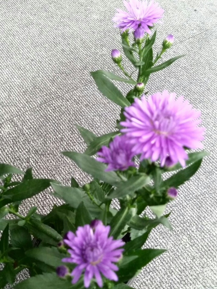 아스타 이미지
