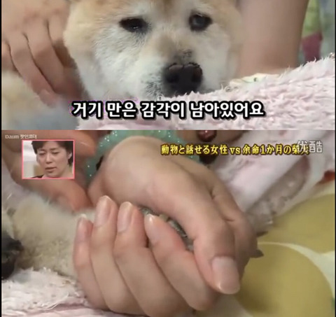 사고로 하반신 마비가되자 주인에게 비참하게 버림받은 시바견 사연 (애니멀 커뮤니케이터 하이디) | 인스티즈