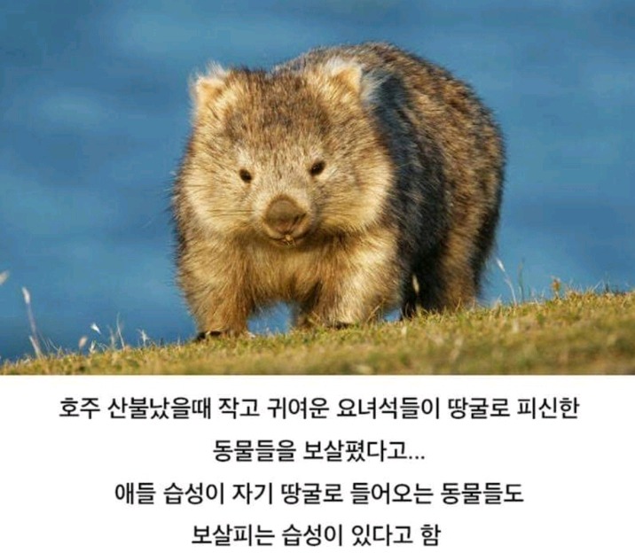 호주의 영웅 웜뱃 | 인스티즈