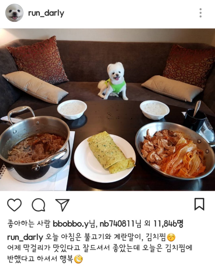 대만사람까지 꼬시고 다니는 한류 스타 강아지 달리 | 인스티즈