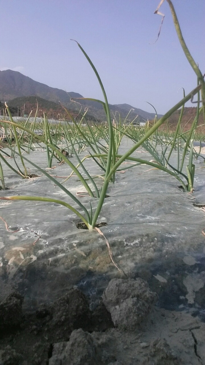 우리집먹거리 이미지