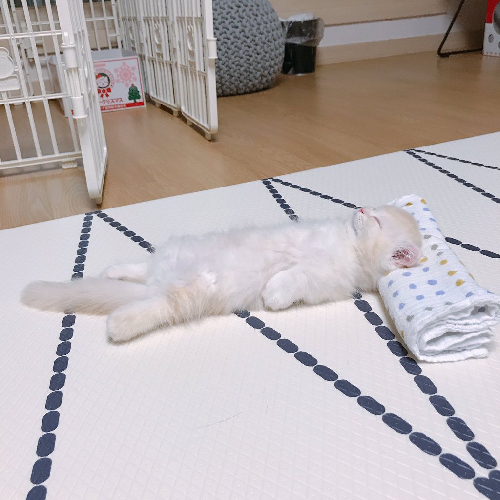 반듯하게 누워 자는 아기냥이 | 인스티즈