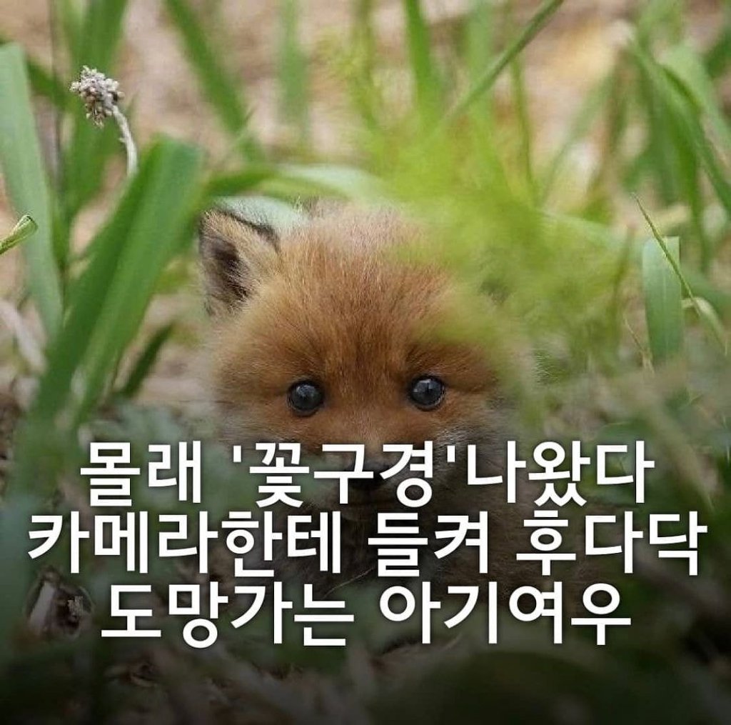 몰래 꽃구경 나왔다가 카메라에 들켜 도망가는 아기여우.jpg | 인스티즈