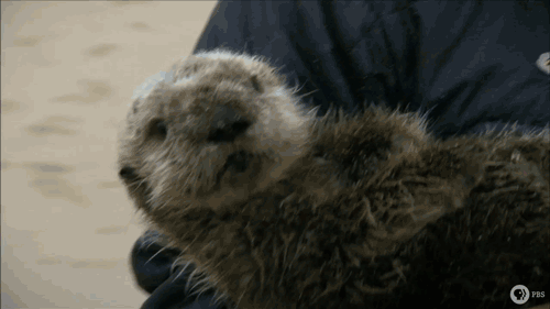 [데이터주의] 동물 움짤 .GIF | 인스티즈
