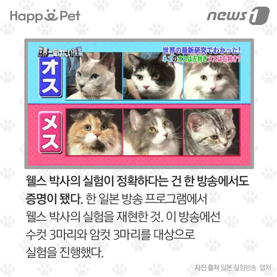 우리 개·고양이는 왼발잡이? 오른발잡이? | 인스티즈
