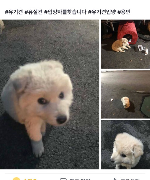 길에 버려진 새끼강아지 보고가주라ㅠㅠㅠ | 인스티즈