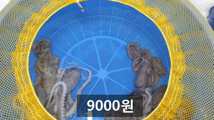 목포뻘낙지 이미지