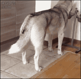 개 다리를 무는 냥이.gif | 인스티즈