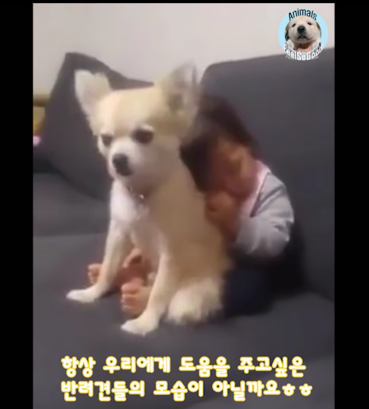 소파에서 위태롭게 졸던 아기를 본 강아지의 행동 | 인스티즈