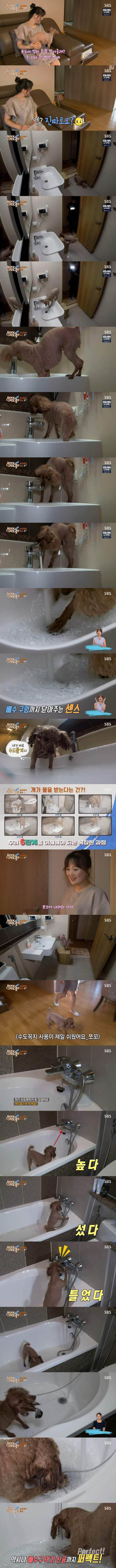 거의 사람같은 푸들 | 인스티즈