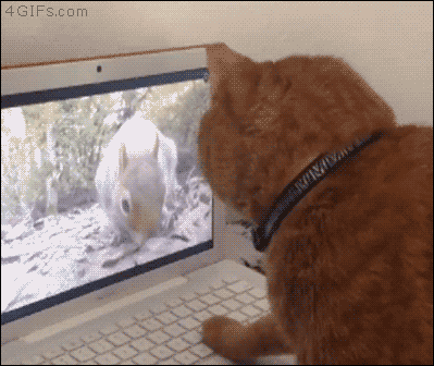 바보 냥청이들.gif | 인스티즈