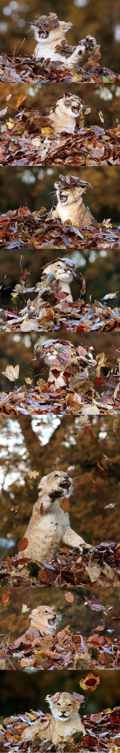 낙엽이 신기한 채영이 | 인스티즈