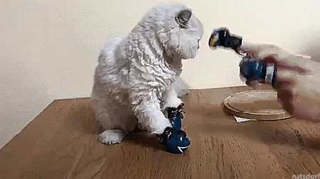 내리갈굼.gif | 인스티즈