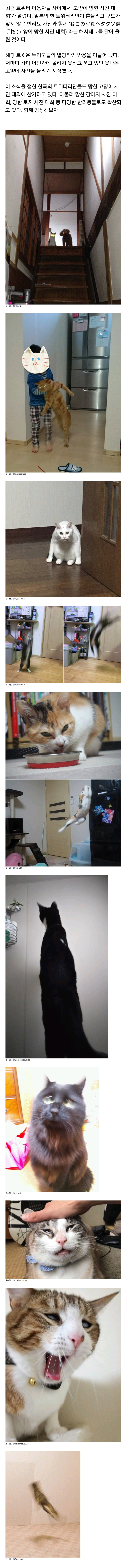 망한 고양이 사진 대회.jpg | 인스티즈