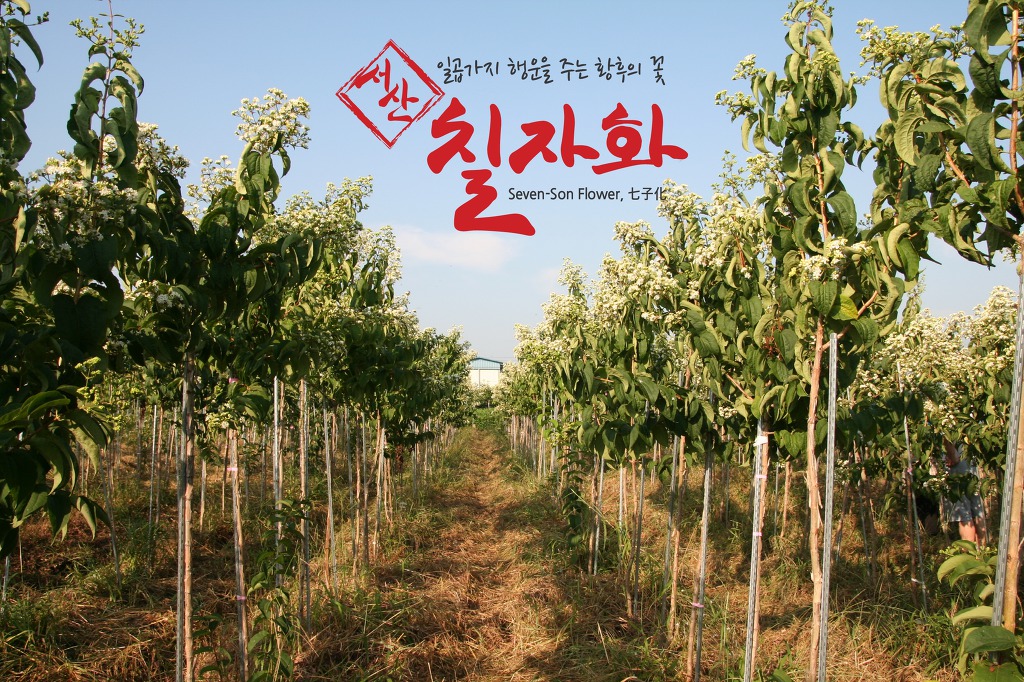 커라 이미지