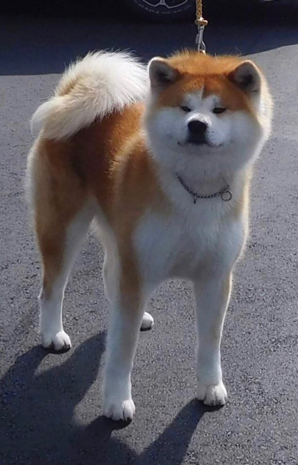 란쿠 이미지