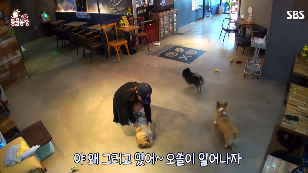 [동물농장] 누워있길 좋아하는 강아지 오쏠이 | 인스티즈