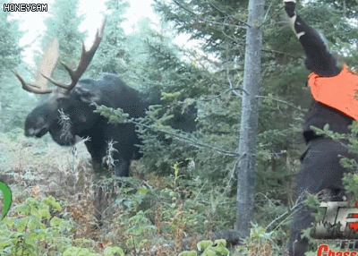 세계에서 가장 큰 사슴 | 인스티즈