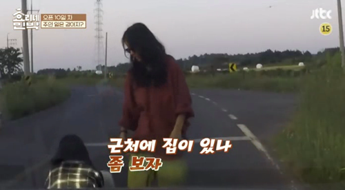 [효리네민박] 길에서 만난 강아지. jpgif | 인스티즈