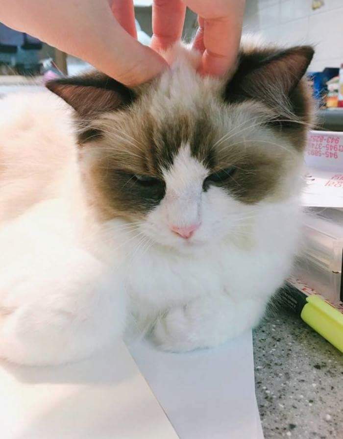 고양이 만질 수 있는 부위 | 인스티즈