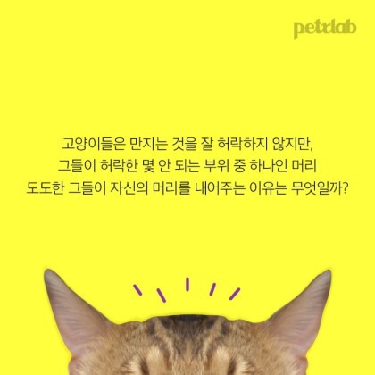 도도한 고양이가 머리 긁기를 허락한 이유 | 인스티즈