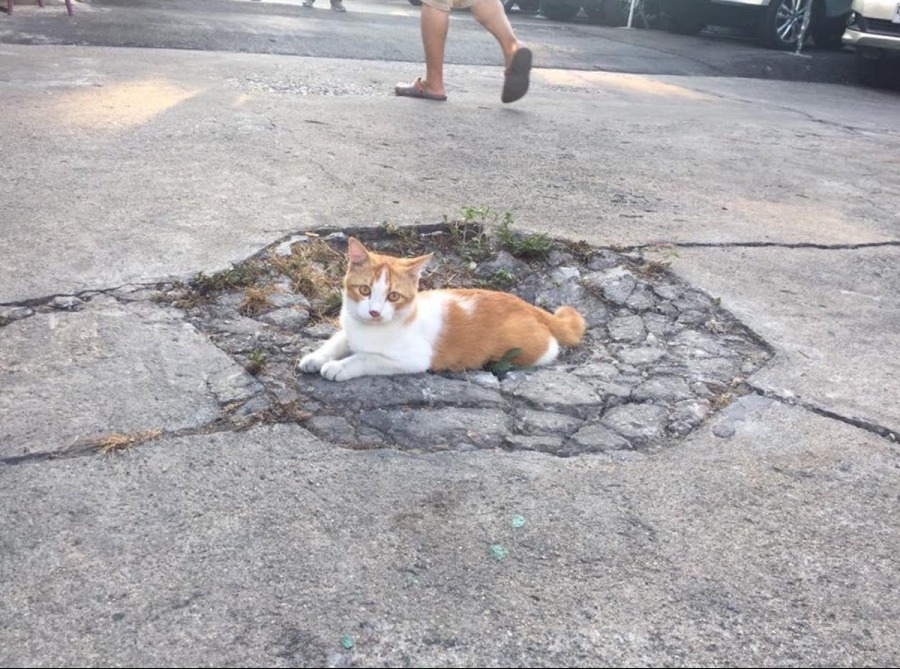 고양이는 의외로 무겁다 .jpg | 인스티즈