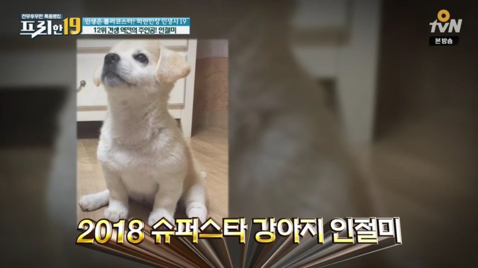 [인절미/짱절미] tvn 프리한19 견생역전의 주인공 | 인스티즈