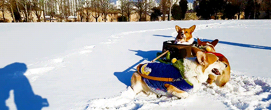 짱덕 터지는 썰매 끄는 댕댕이.gif | 인스티즈