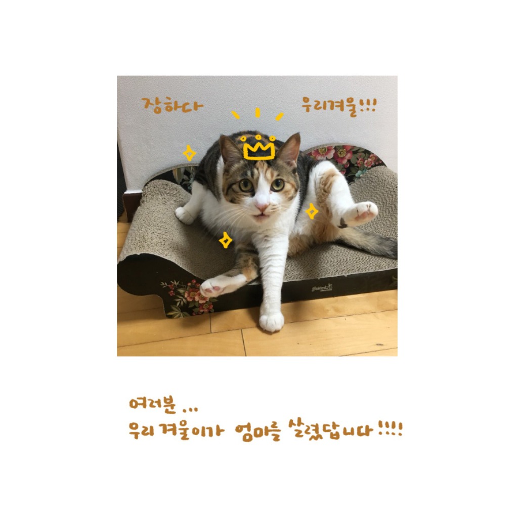 은혜갚은 고양이 겨울이 ㅜ.ㅜ | 인스티즈
