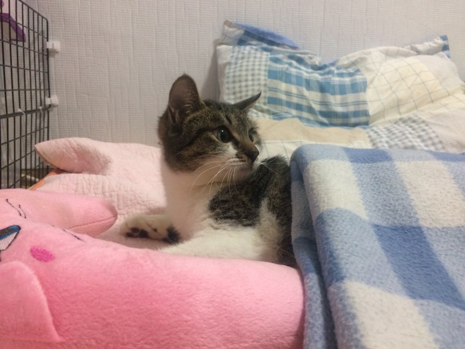 박스안에서 버려진채 떨고있던 고양이 쿠키를 도와주세요! +따뜻한 가족이되어줄 입양처를 찾습니다! | 인스티즈