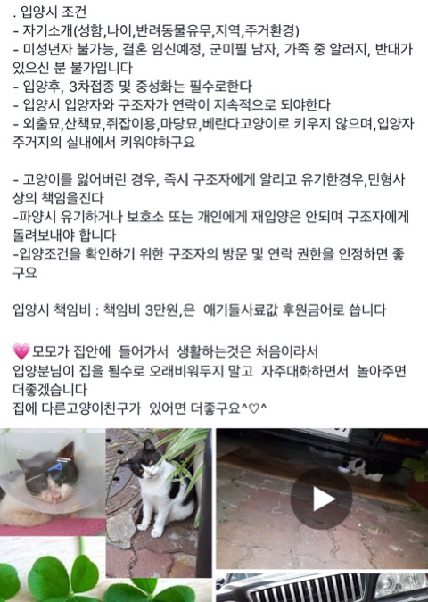 아픈고양이 모모 임보자나 입양자 제발 구해ㅠㅠㅠ | 인스티즈