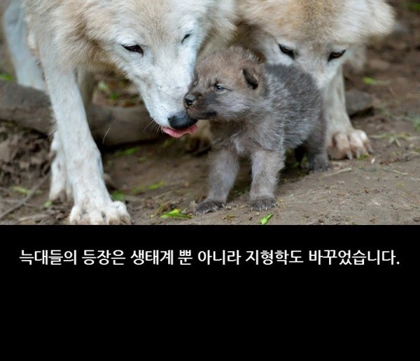 늑대가 생태계에 미치는 영향 | 인스티즈