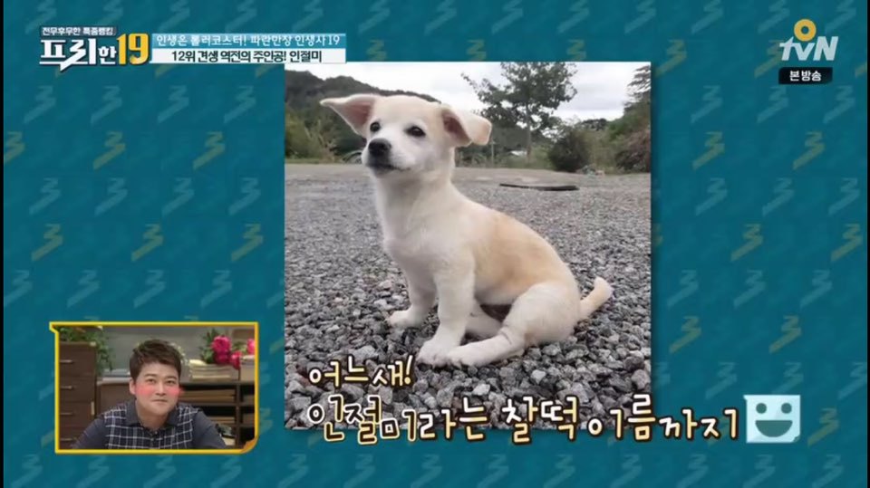 [인절미/짱절미] tvn 프리한19 견생역전의 주인공 | 인스티즈